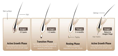 how long hair follicle drug testing go back